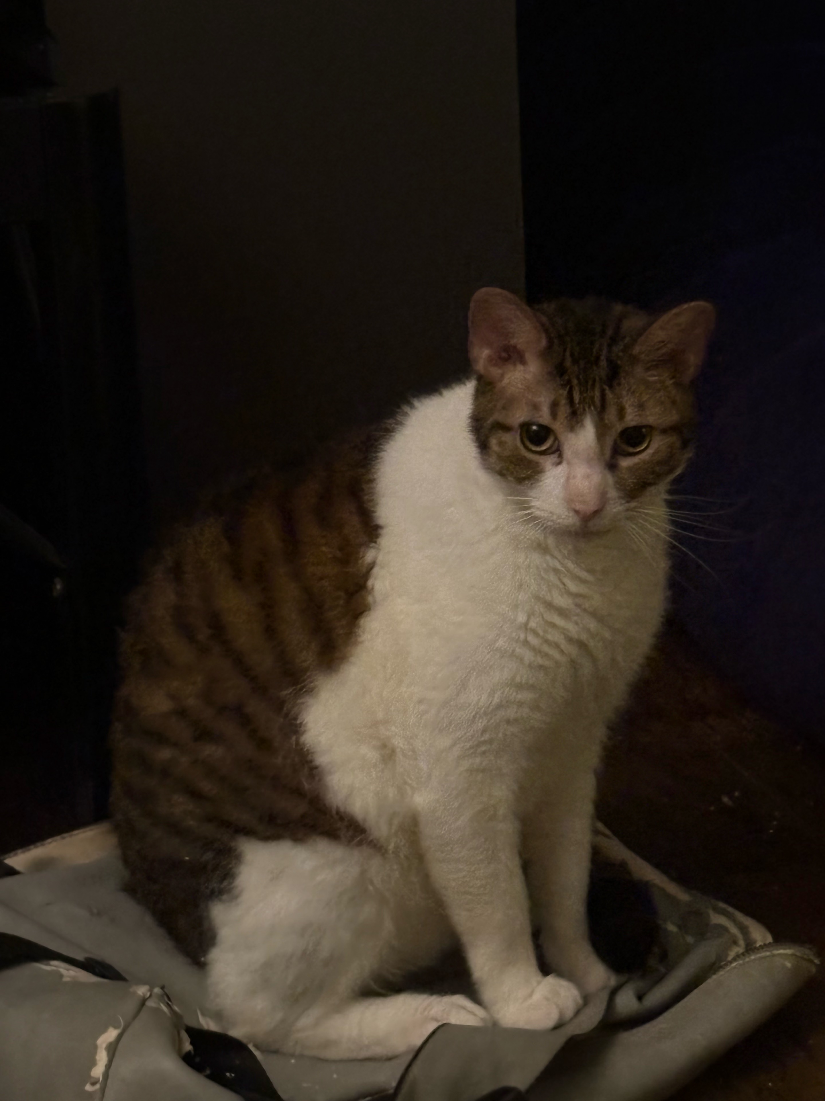 White chest and front paws, brown tabby pattern.