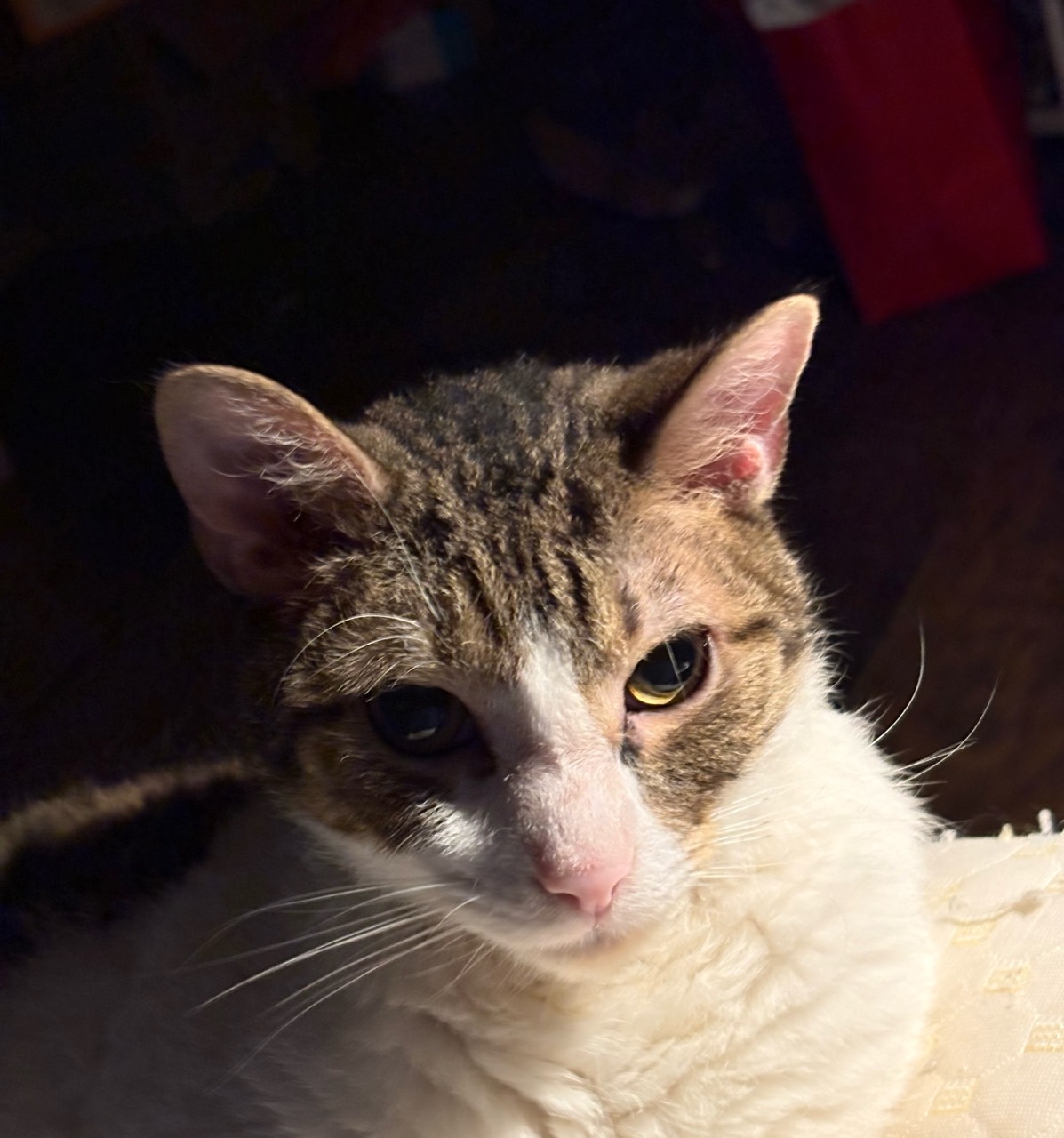 Close-up of the kitten in front of the camera.