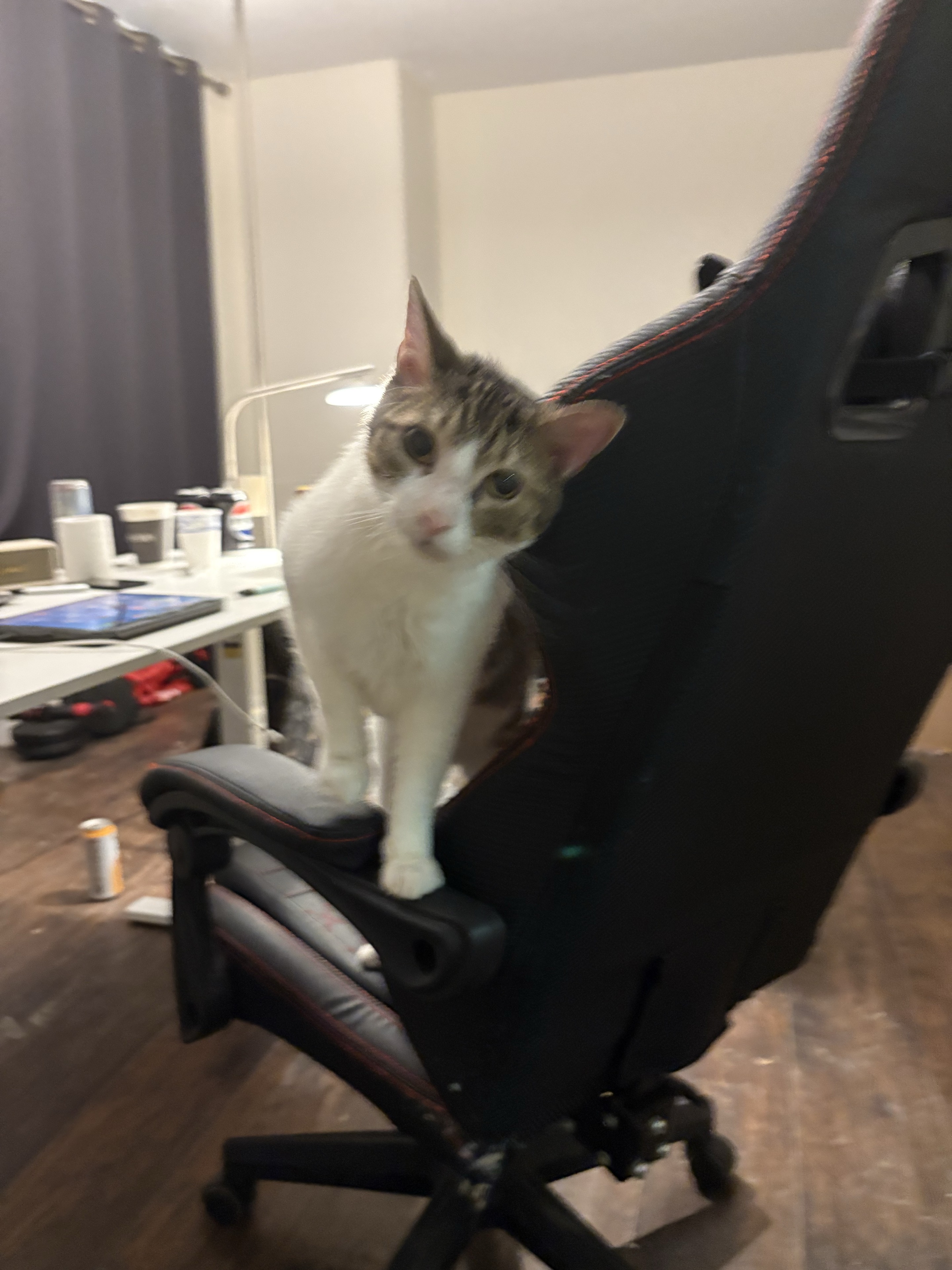 Daily companionship on the work chair.