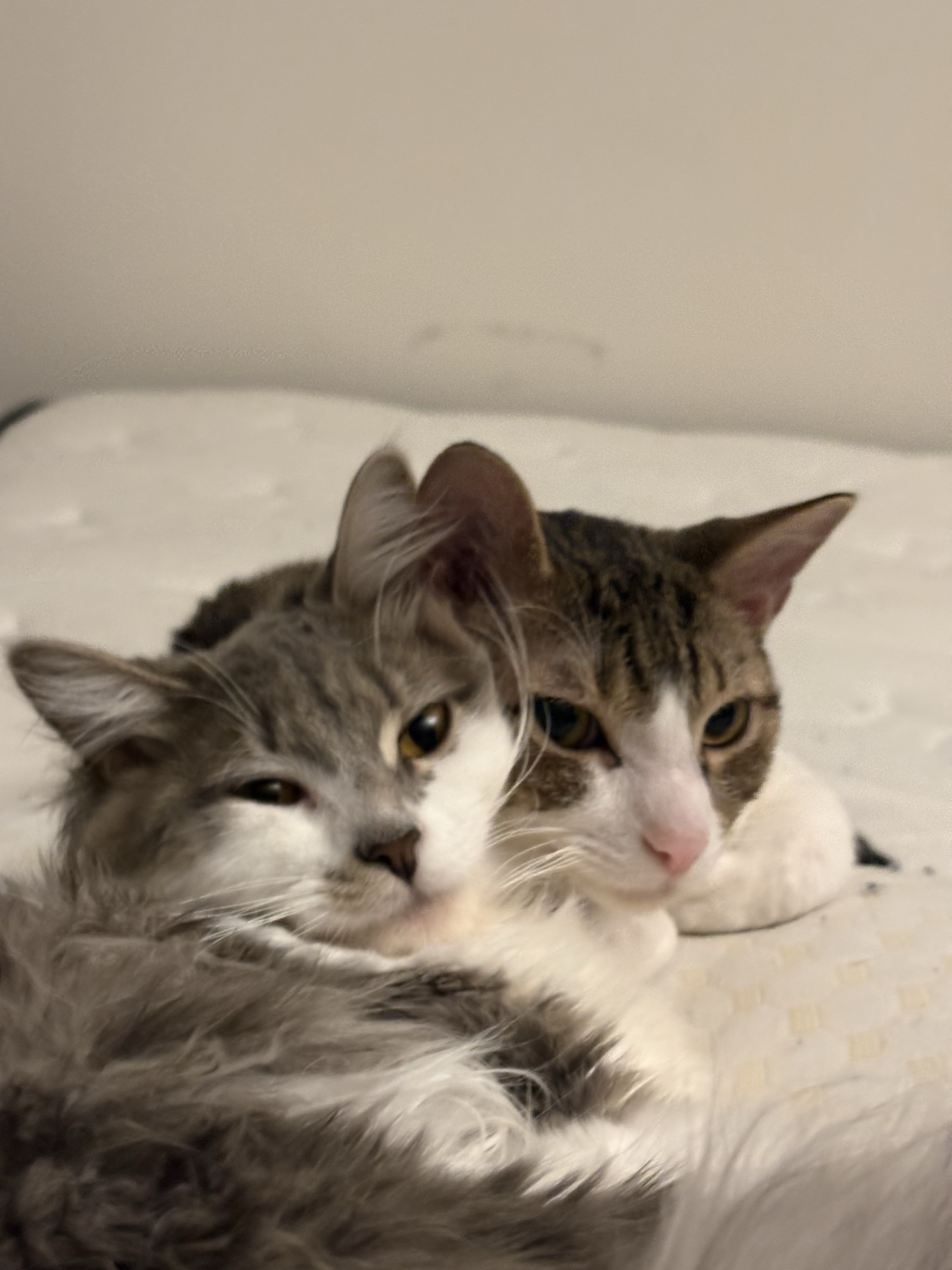 A group photo of a gray-white long-haired cat and a tabby white cat.