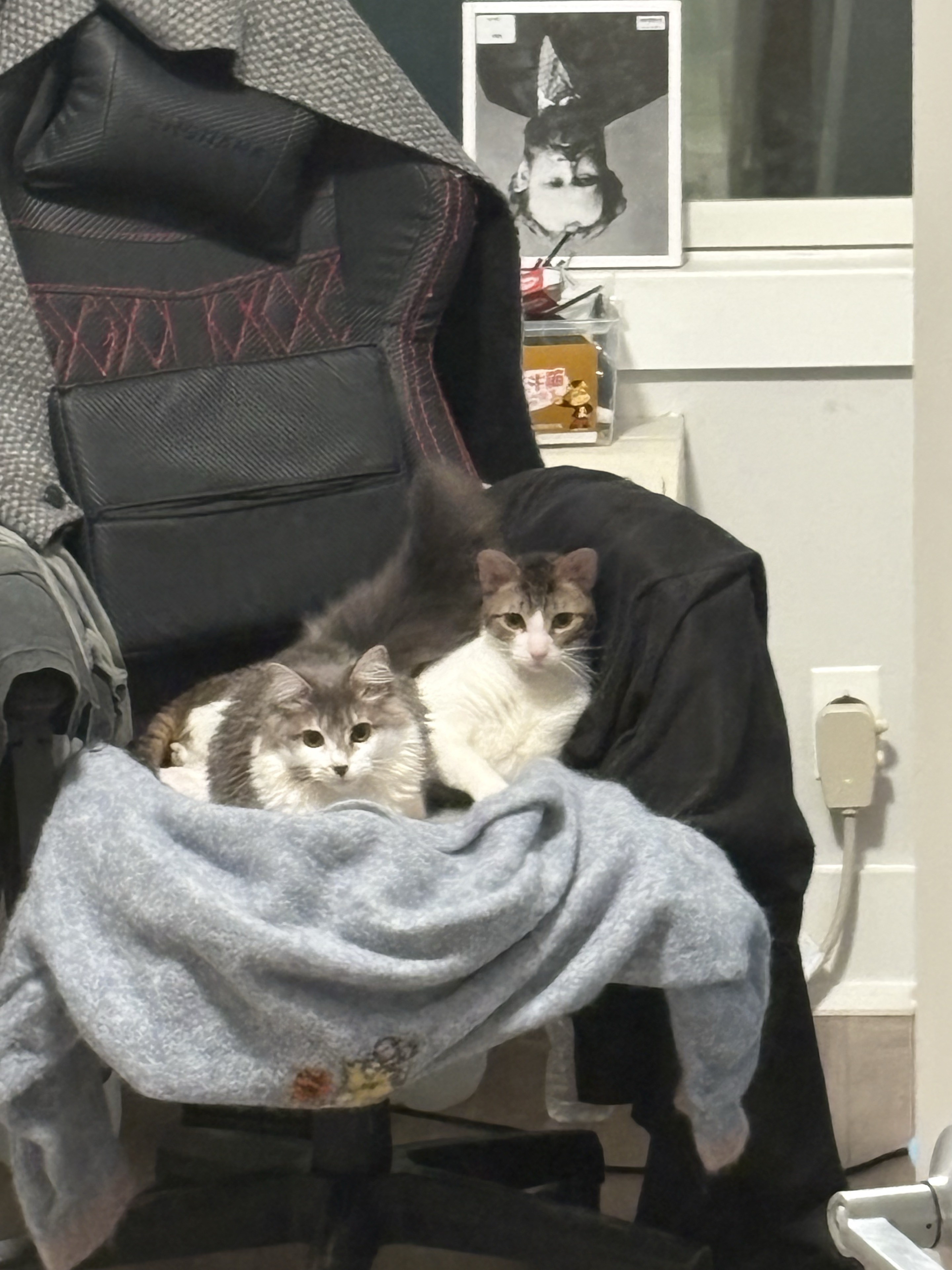 Two cats sit on a chair together.