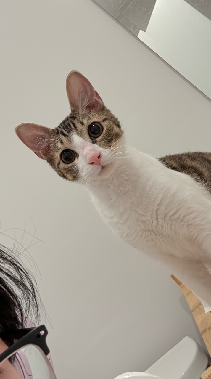 The kitten leaned over and looked at the camera.