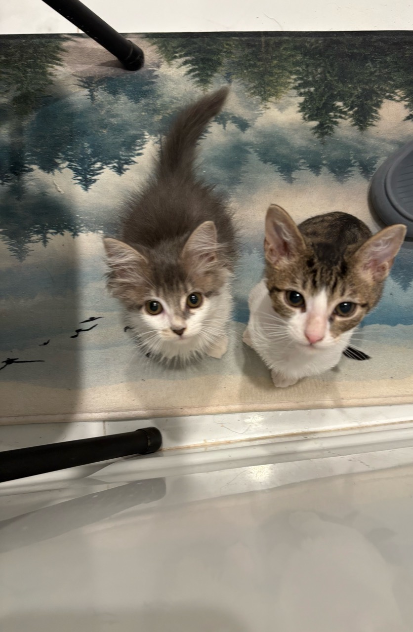 The gray-white long-haired cat and the tabby white cat look up at the camera together.