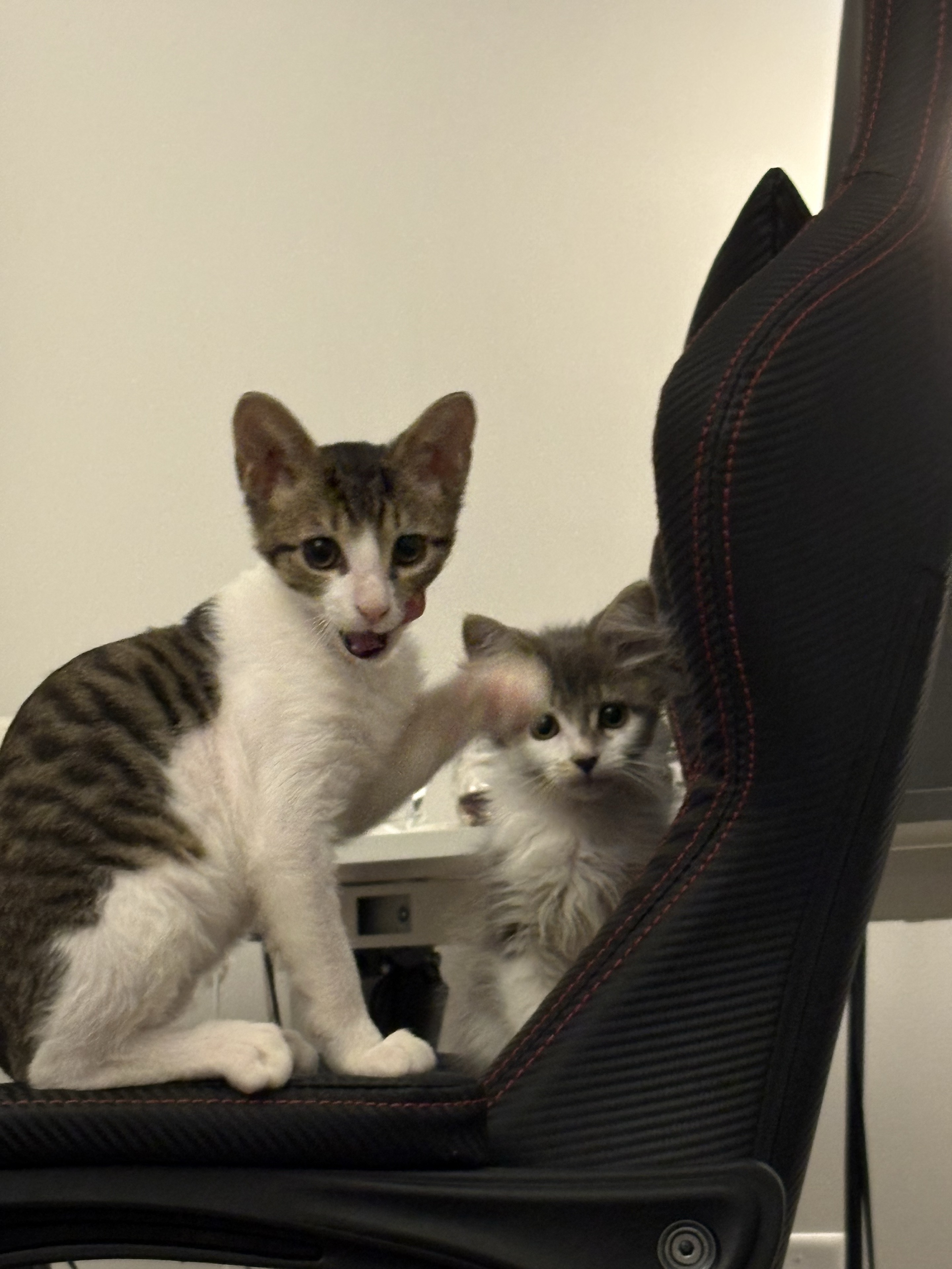 Two kittens are on the chair, one stretches out its front paws.