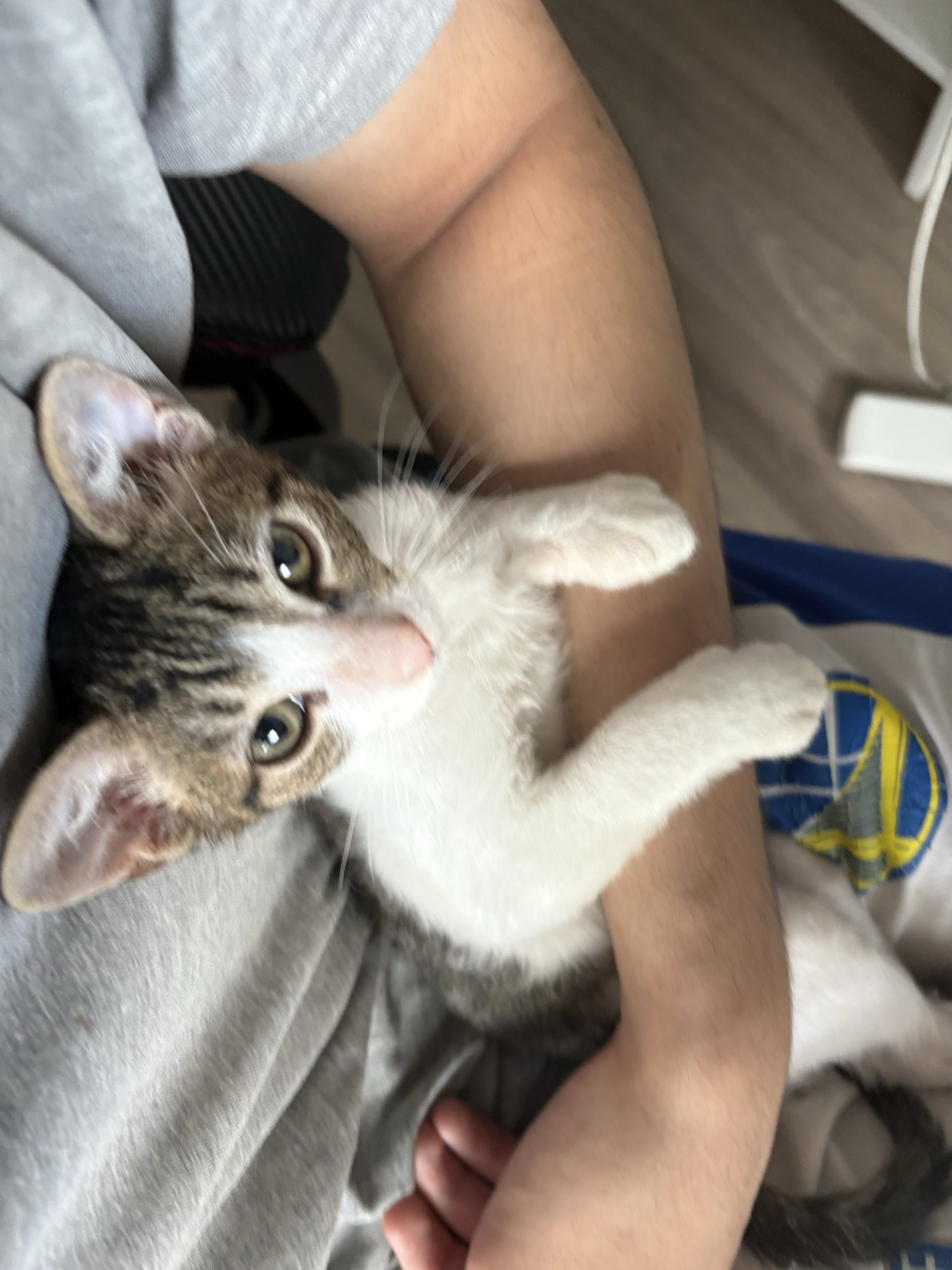 Tabby white kitten being held in arms.