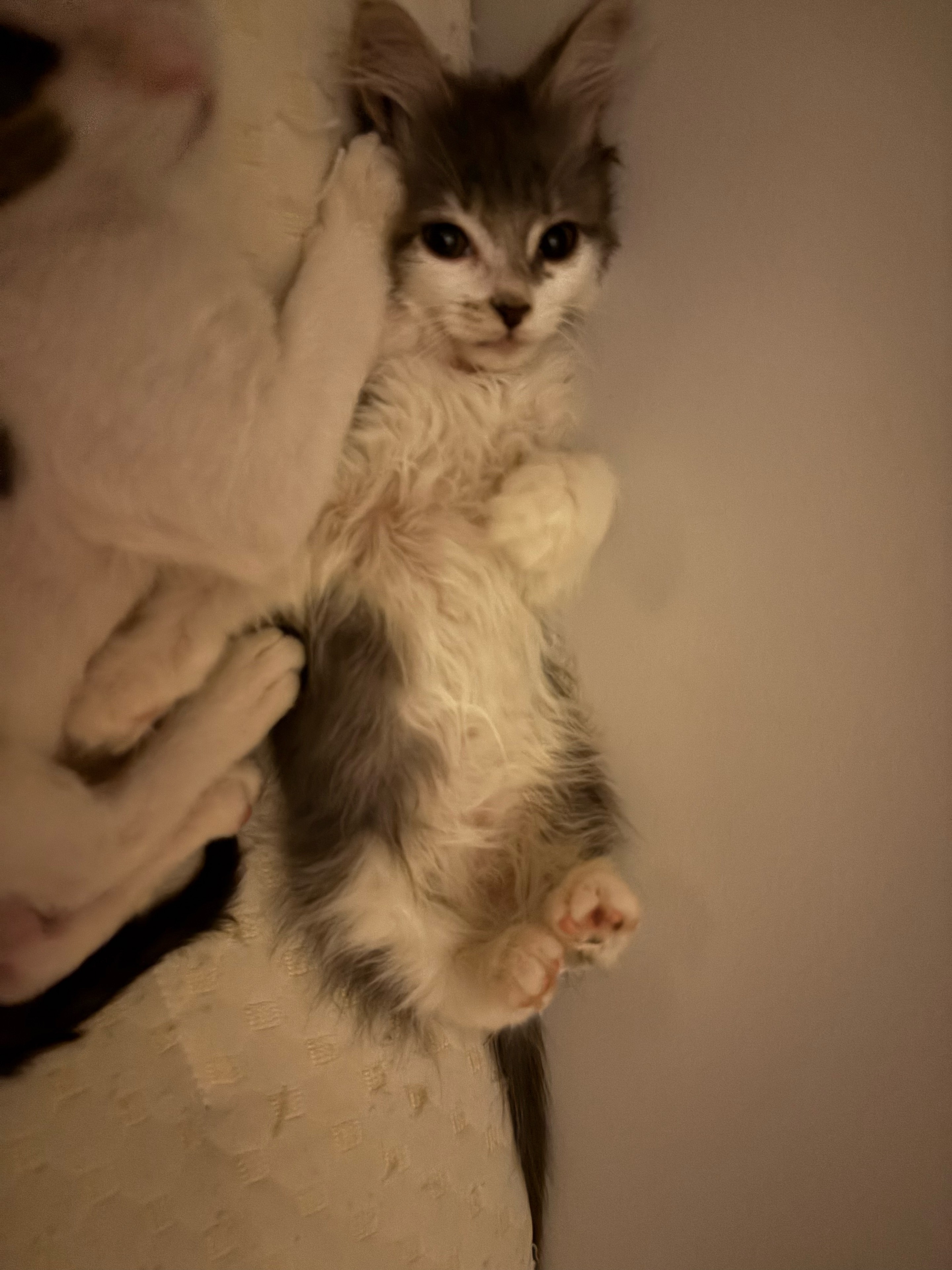 The gray and white kitten is lying on its back, showing its little paws.