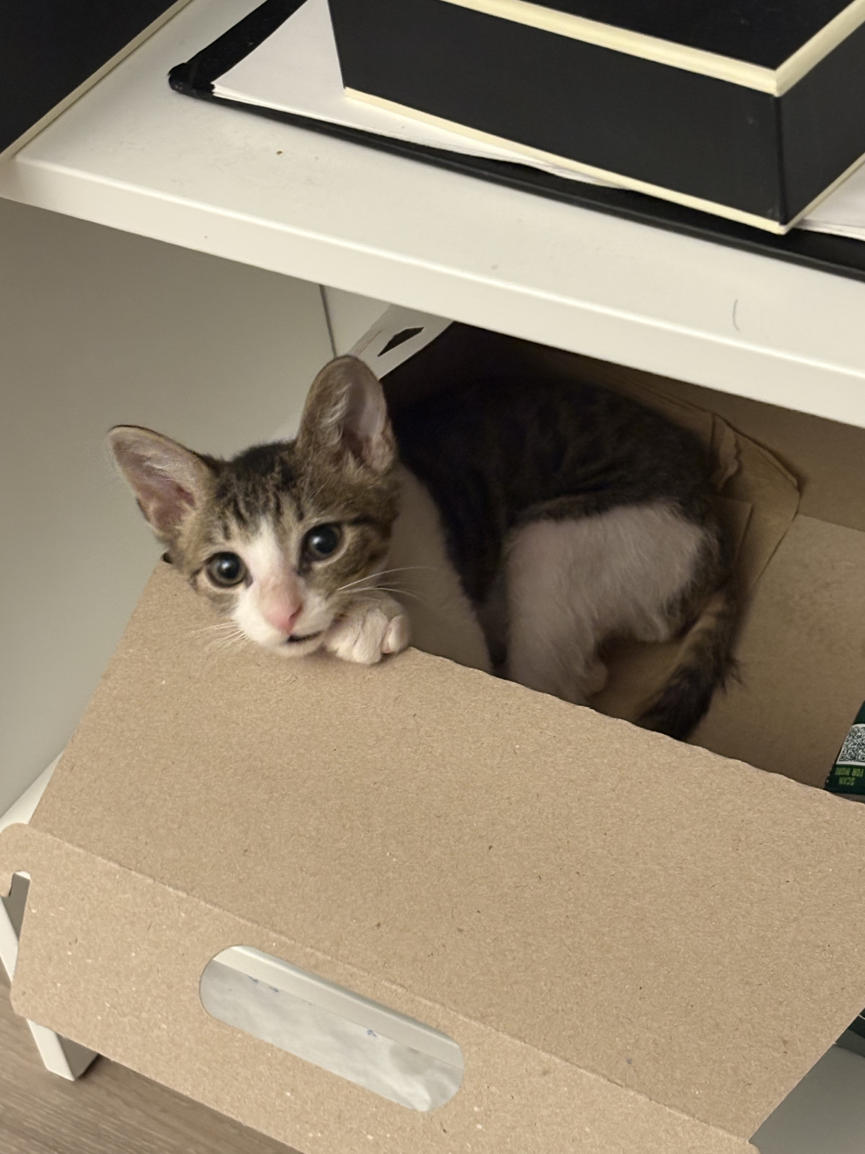 Tabby white kitten sitting in a cardboard box looking into the camera.