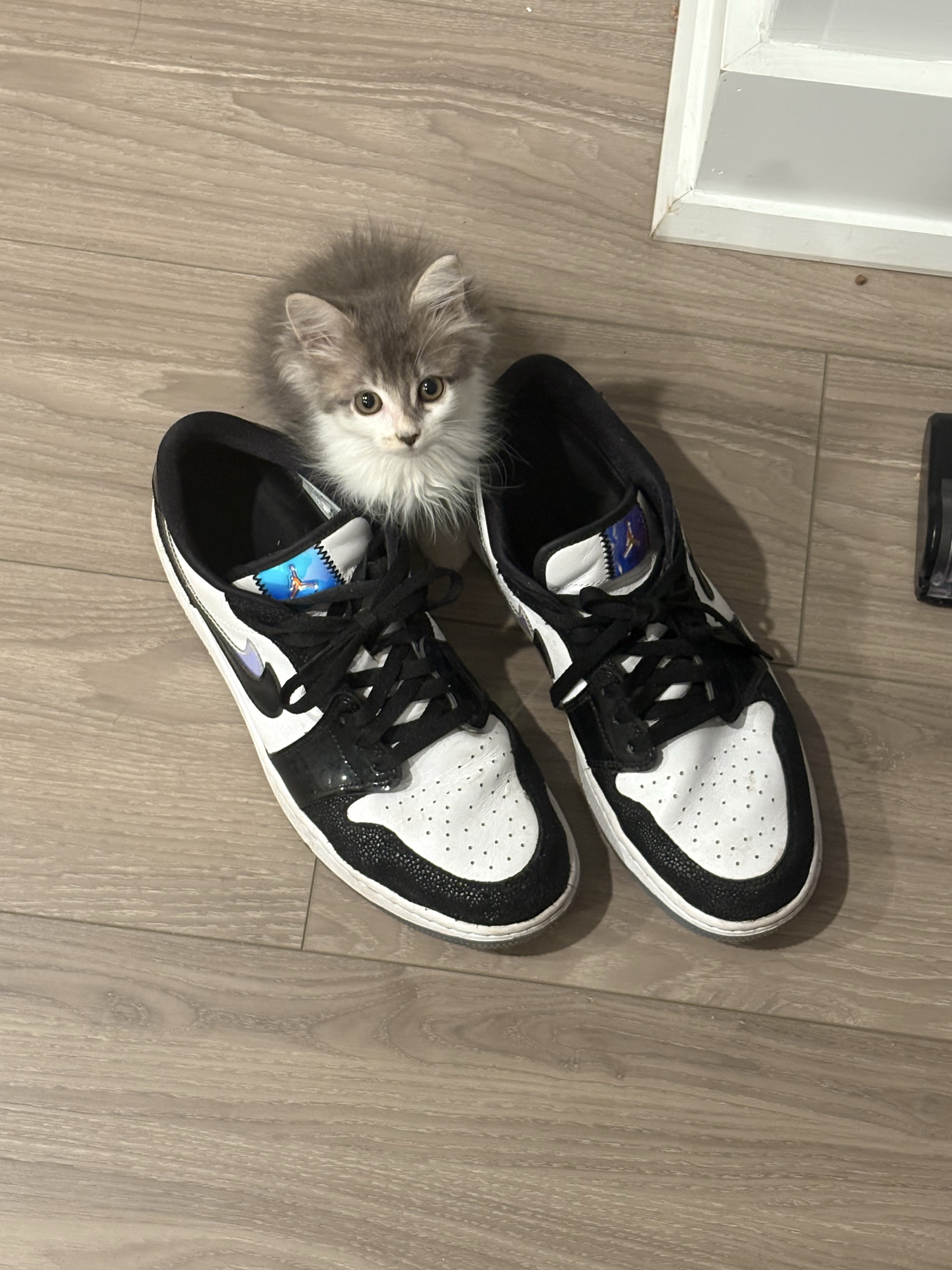 The gray and white kitten poked its head between the two sneakers.