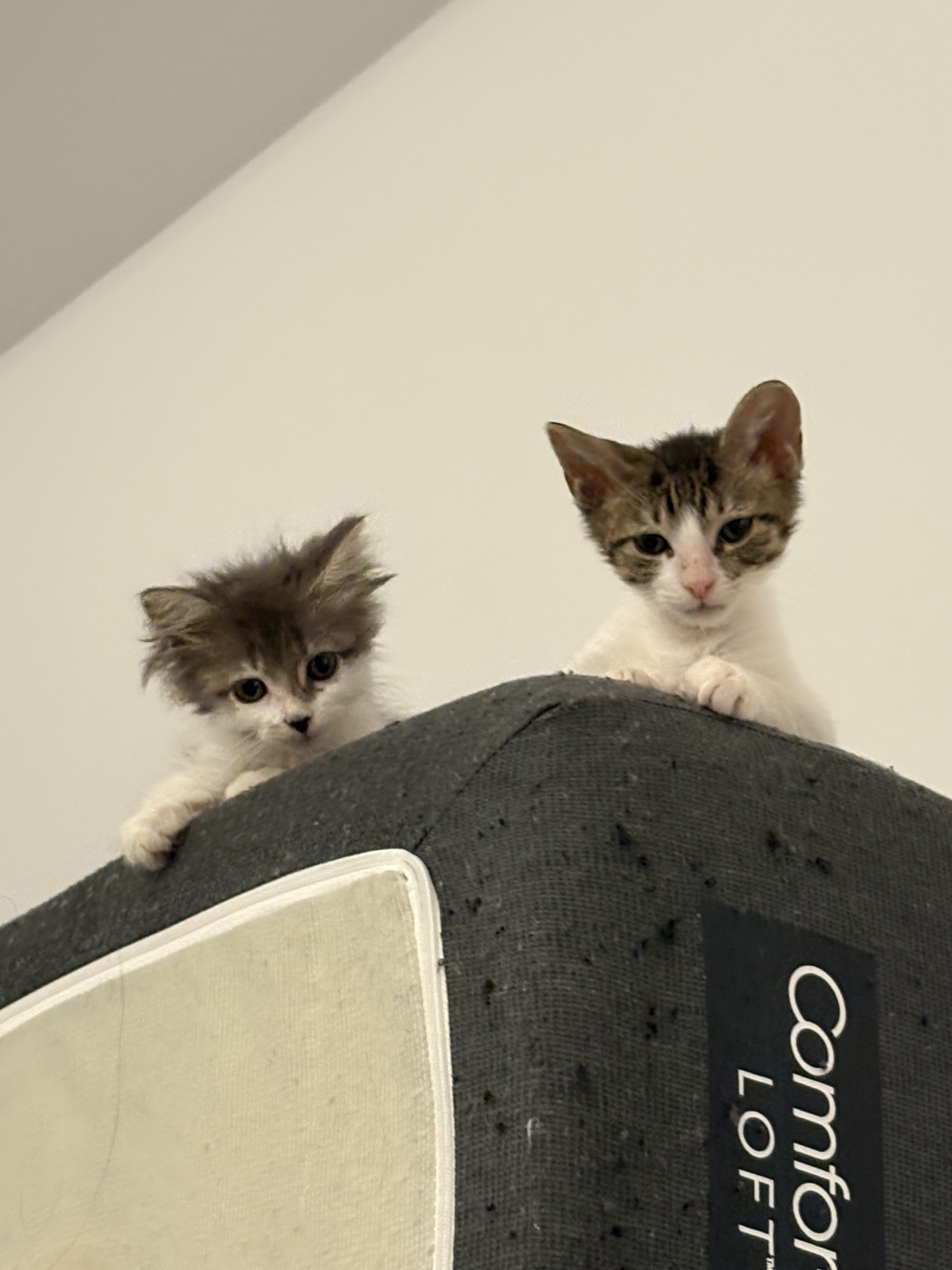 Two kittens poked their heads together from behind the chair.