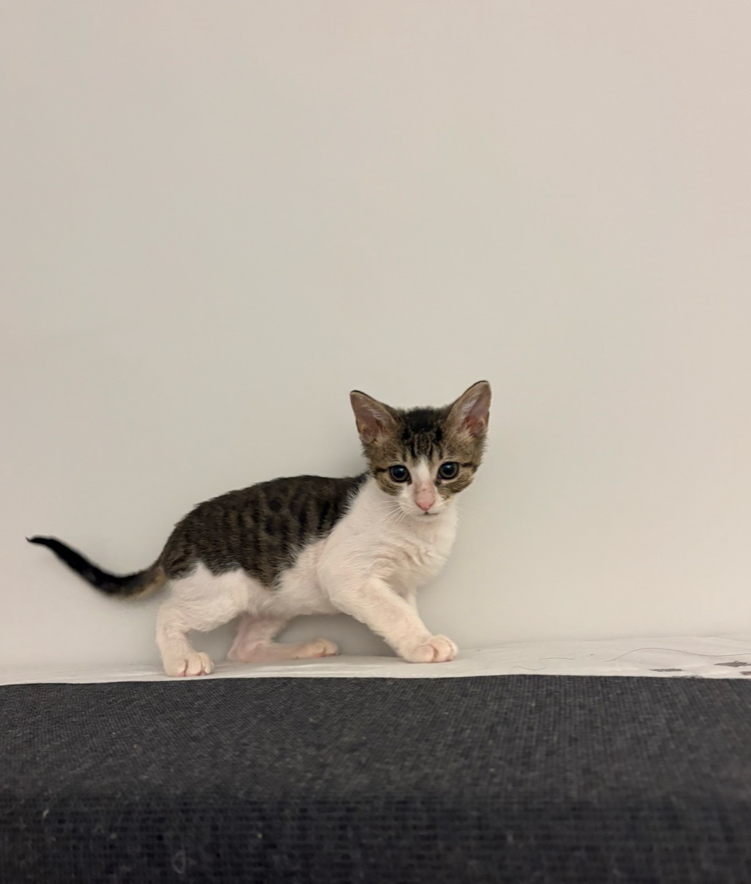 The tabby white kitten walked along the back of the chair.